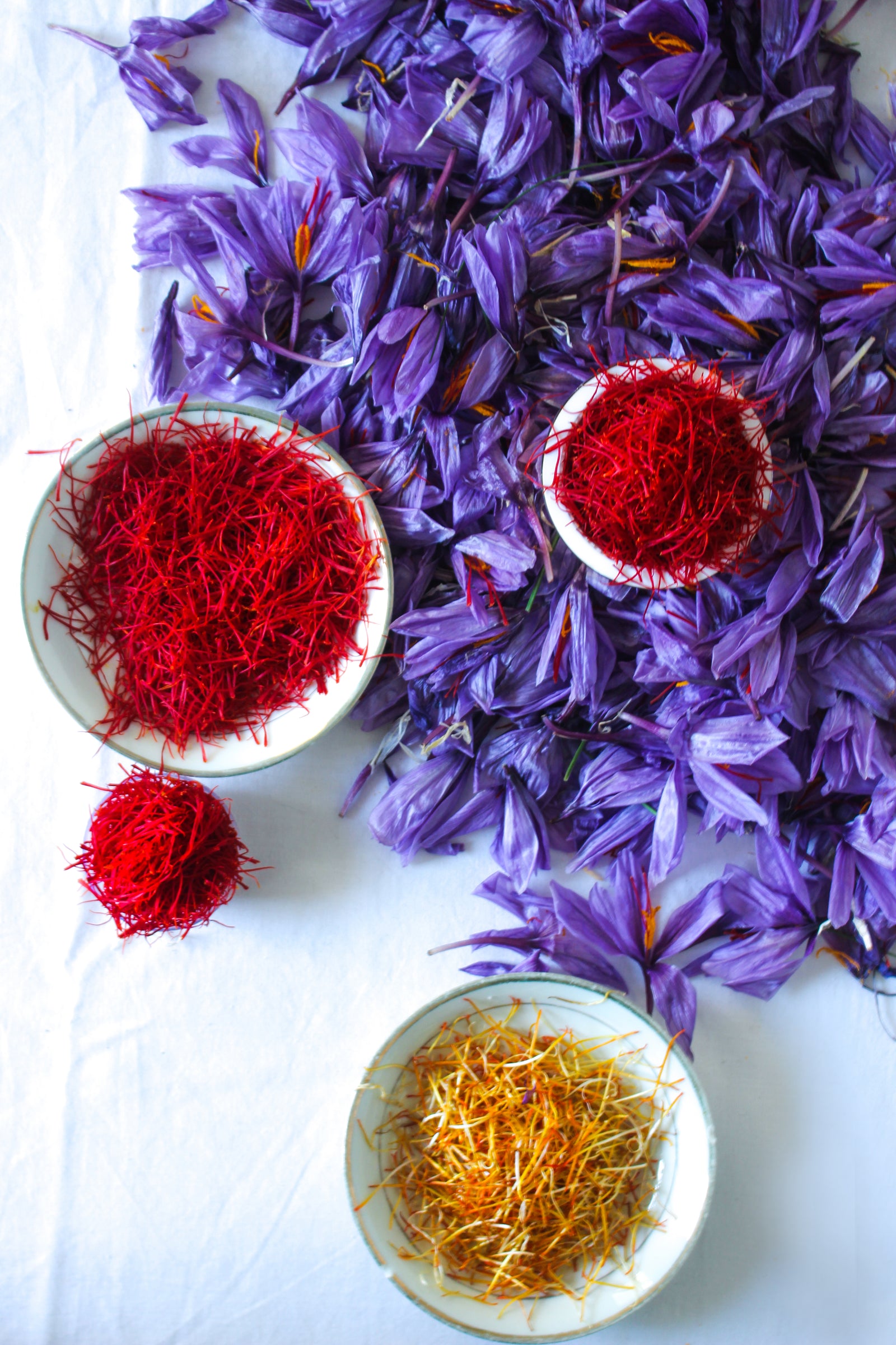 Long red saffron threads displayed with freshly harvested crocus flowers