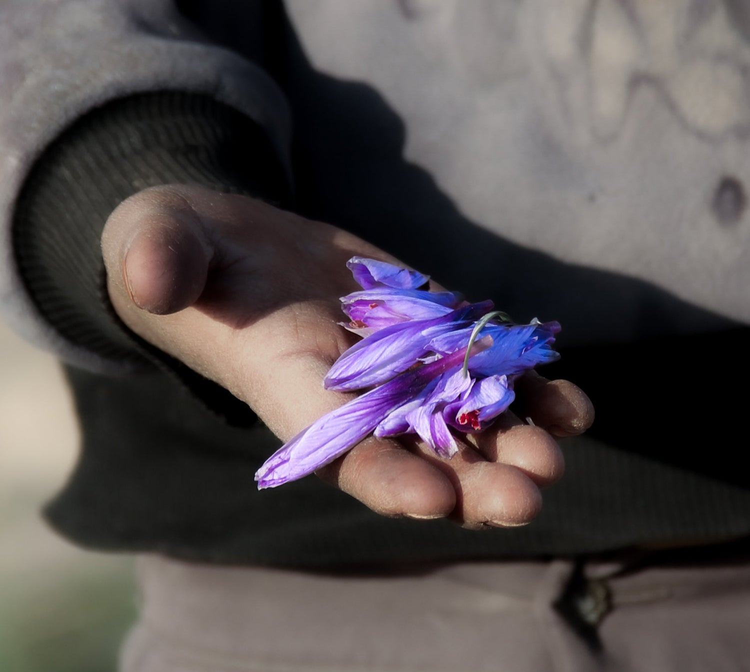 best saffron in the world, can have a bigger impact on people's life.