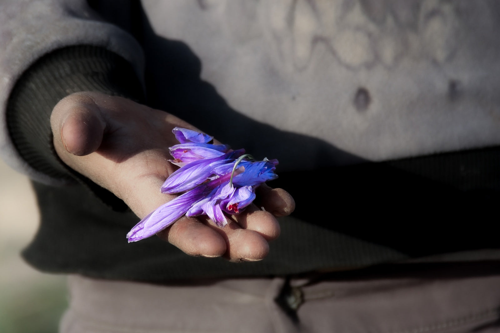 Freshly harvested purple saffron crocuses held by hand in Herat, Afghanistan