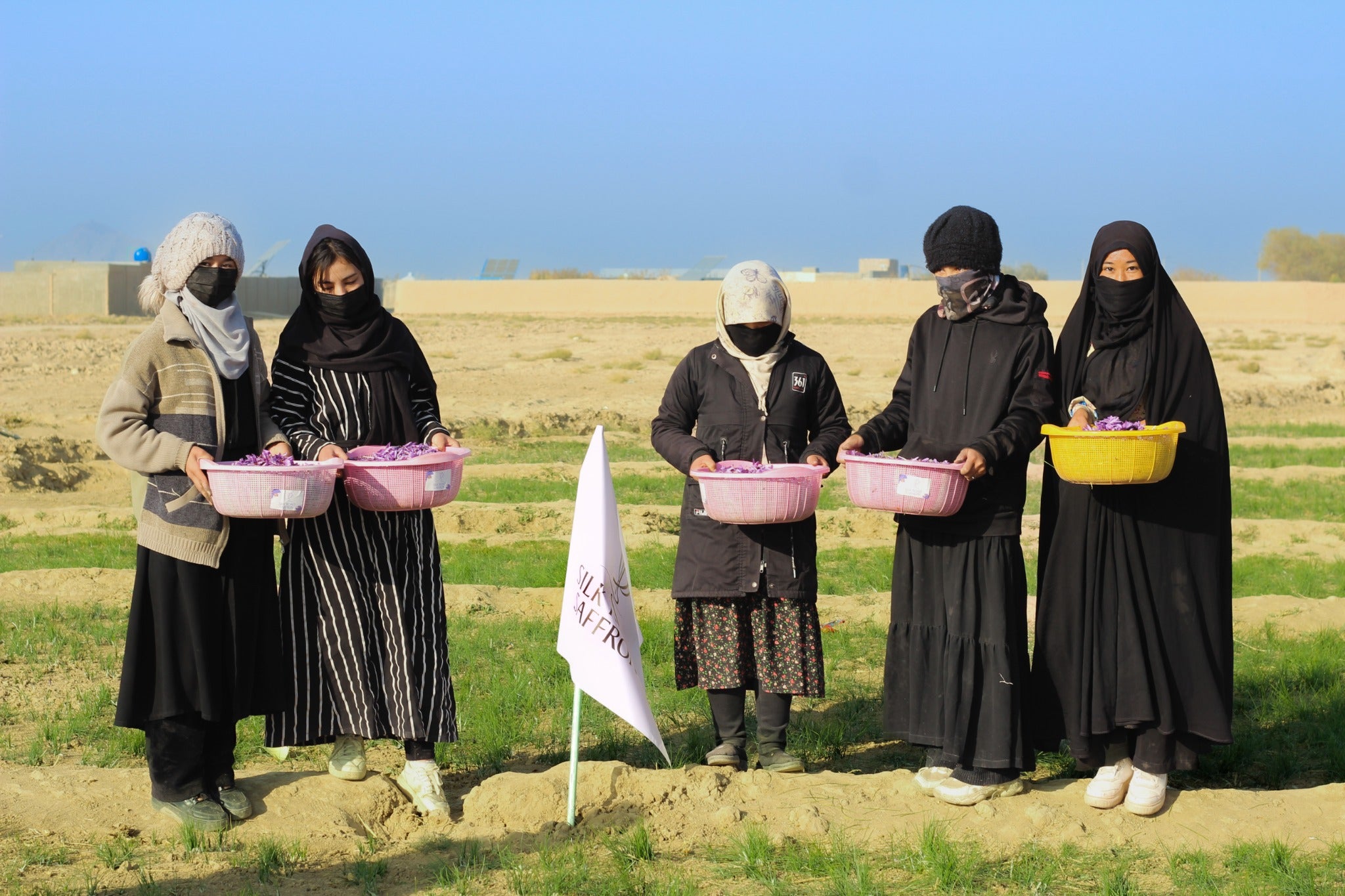 Women holding freshly harvested saffron crocuses in a field in Herat, Afghanistan