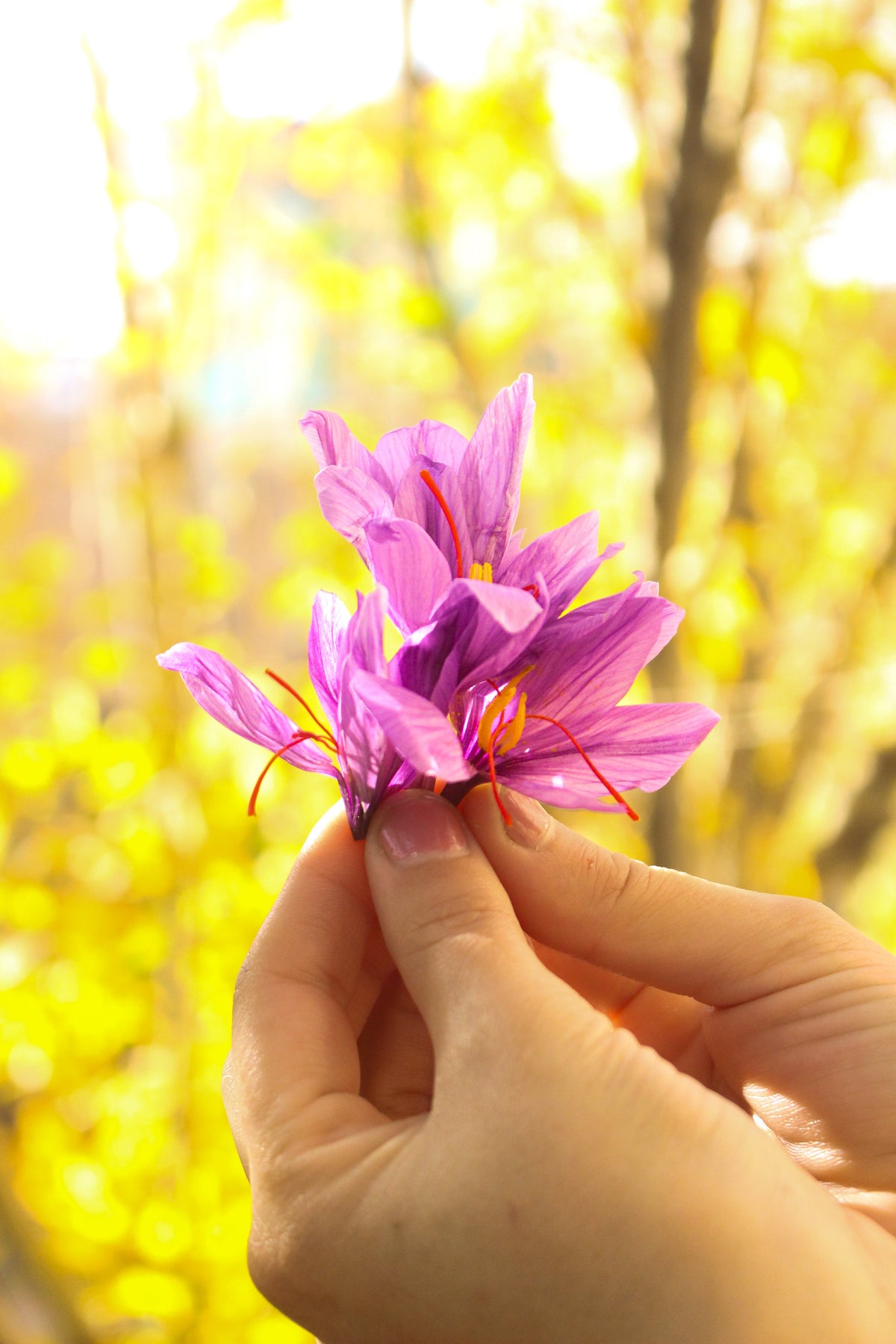 Hand holding purple saffron crocus flowers with visible red stigmas
