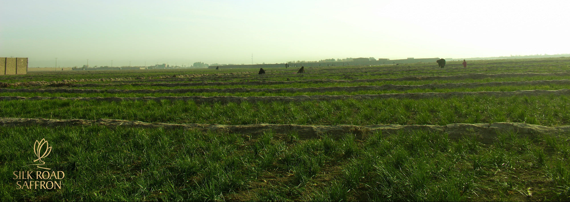 People working across saffron fields in Herat, Afghanistan
