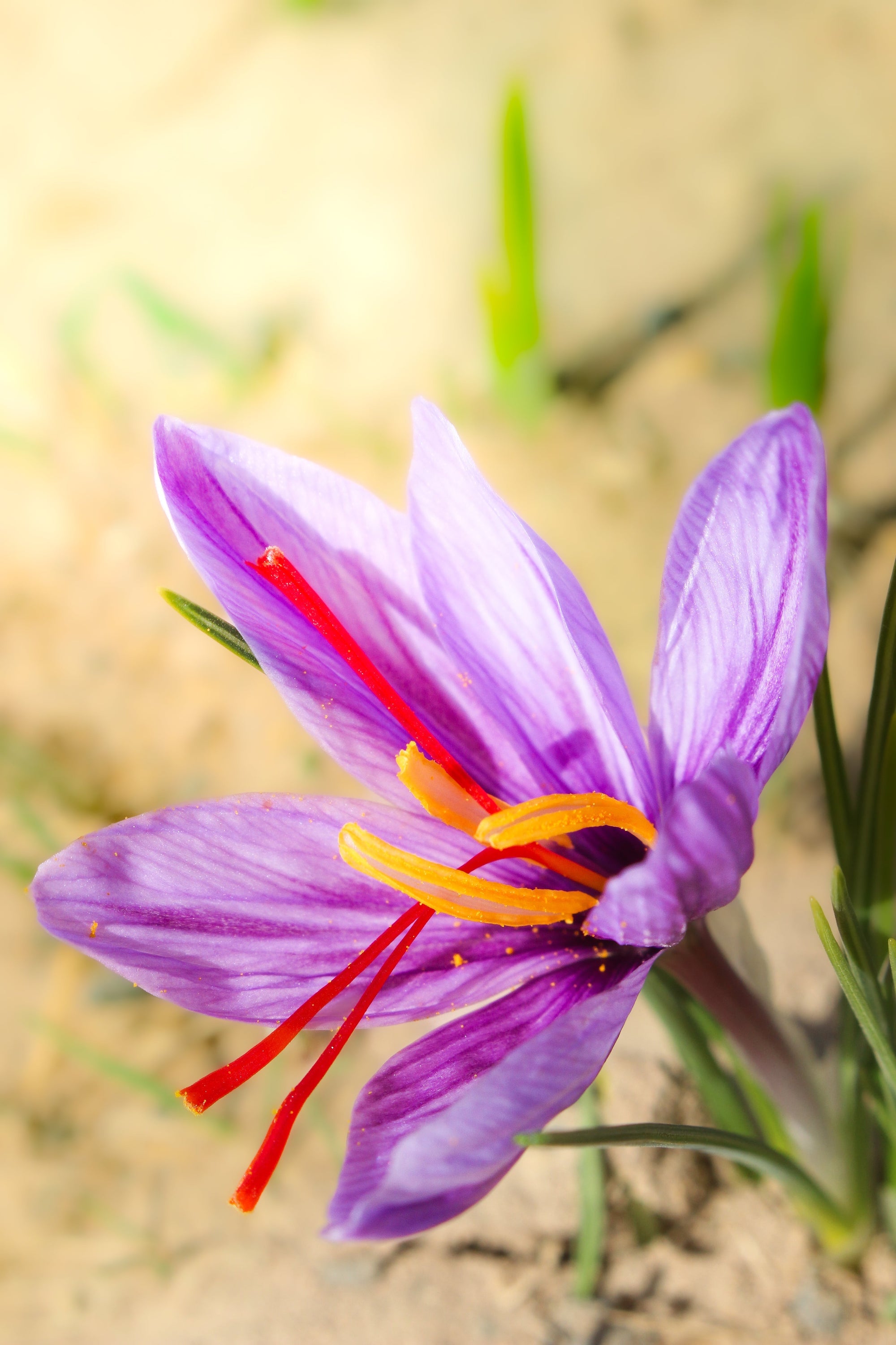 Saffron featured in an article about evening rituals and sleep research