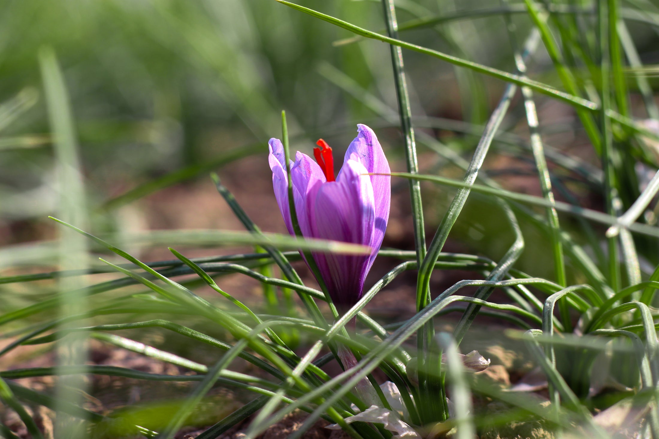 Purple saffron crocus growing among green leaves