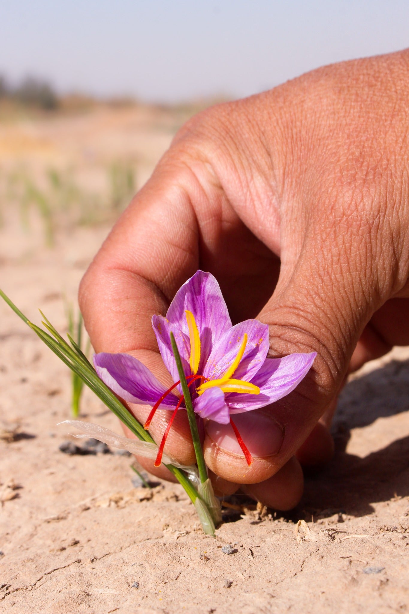 Fresh purple saffron crocus flowers gathered by hand in Herat, Afghanistan